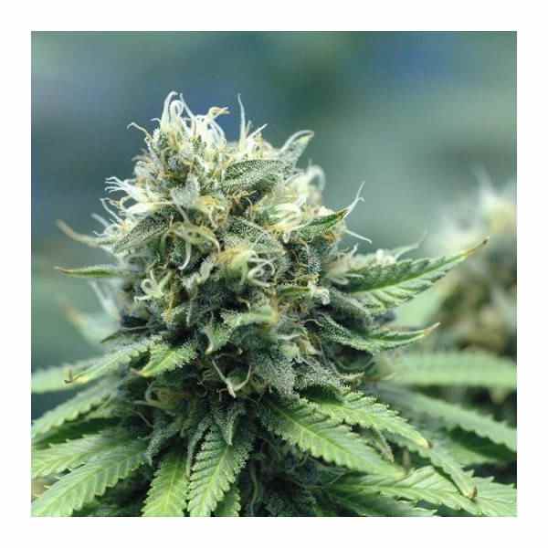 New York Power Diesel
